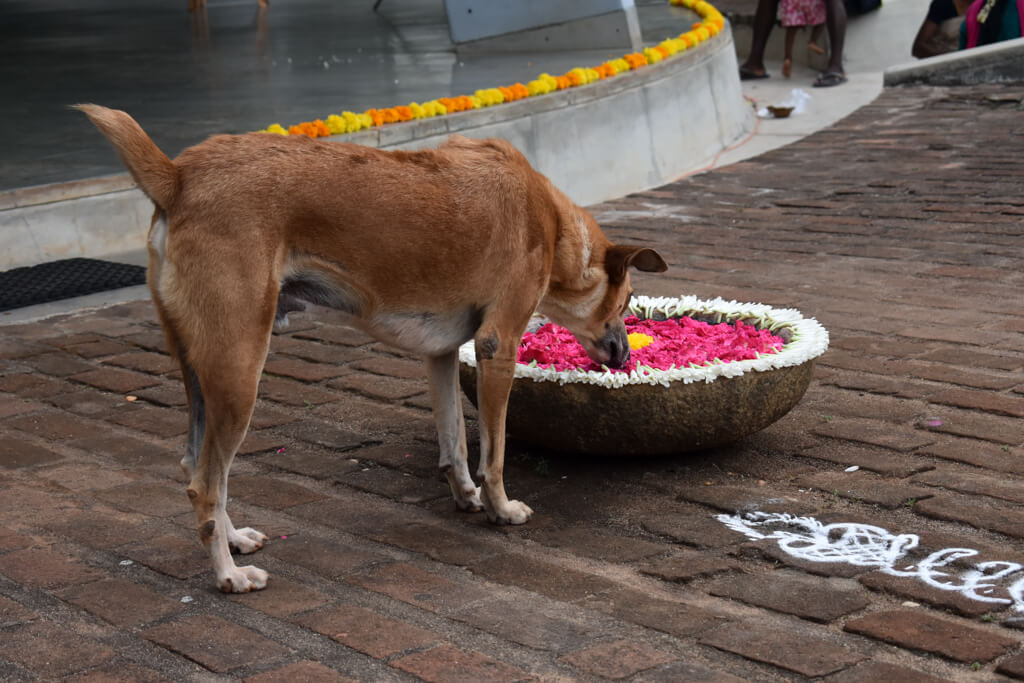 a-dog-drinking-from-a-decoration-water-bowl-in-a-south-india-festival.jpg