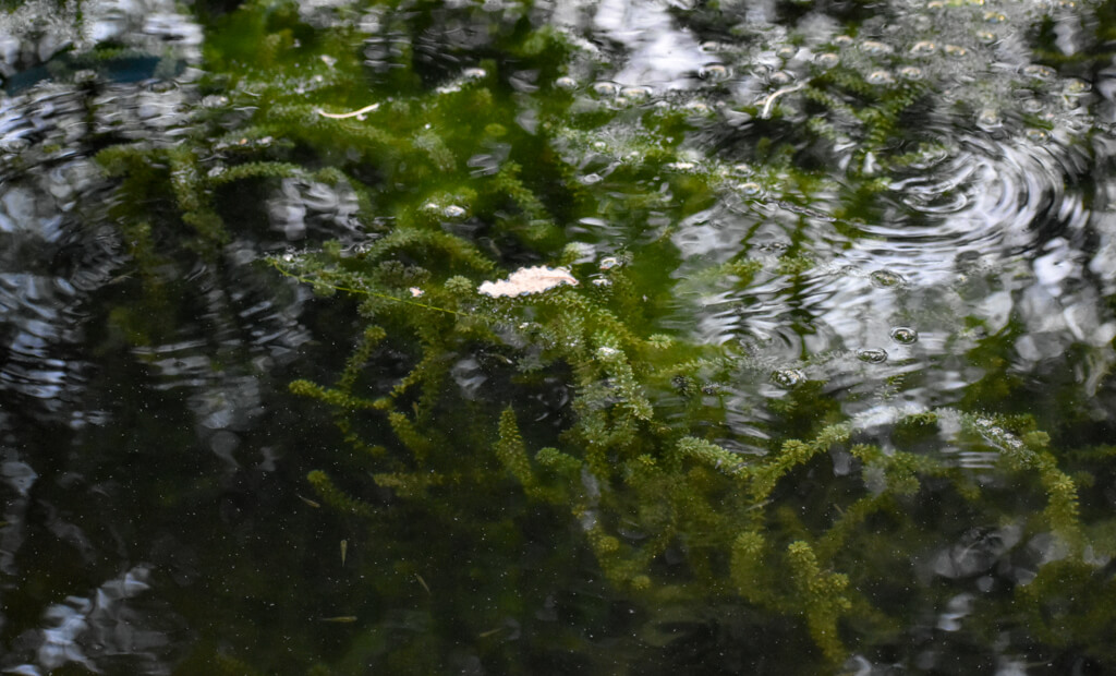 27 Hopeful Photos From 2022 That Show Nature Defy Climate Change 9 a-lake-with-its-inside-algae-and-plant-growth-visible.jpg