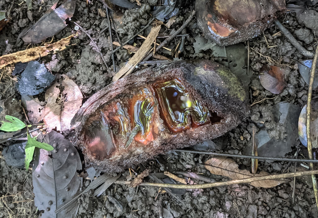 27 Hopeful Photos From 2022 That Show Nature Defy Climate Change 18 a-seapod-on-the-forest-floor-with-water-collected-in-it.jpg