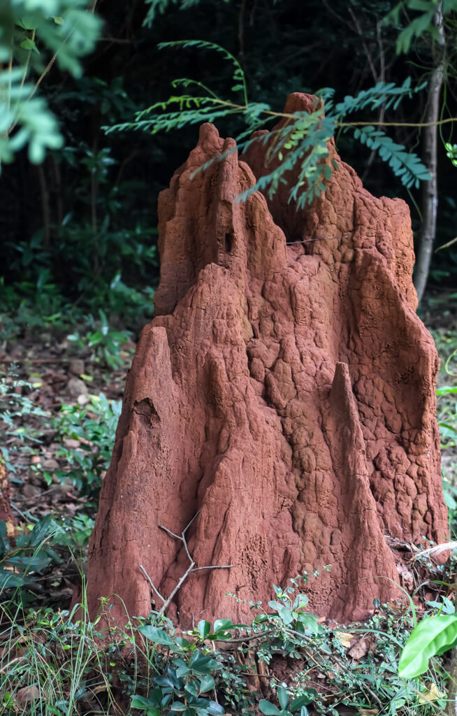 27 Hopeful Photos From 2022 That Show Nature Defy Climate Change 20 ant-hill-in-south-india.jpg