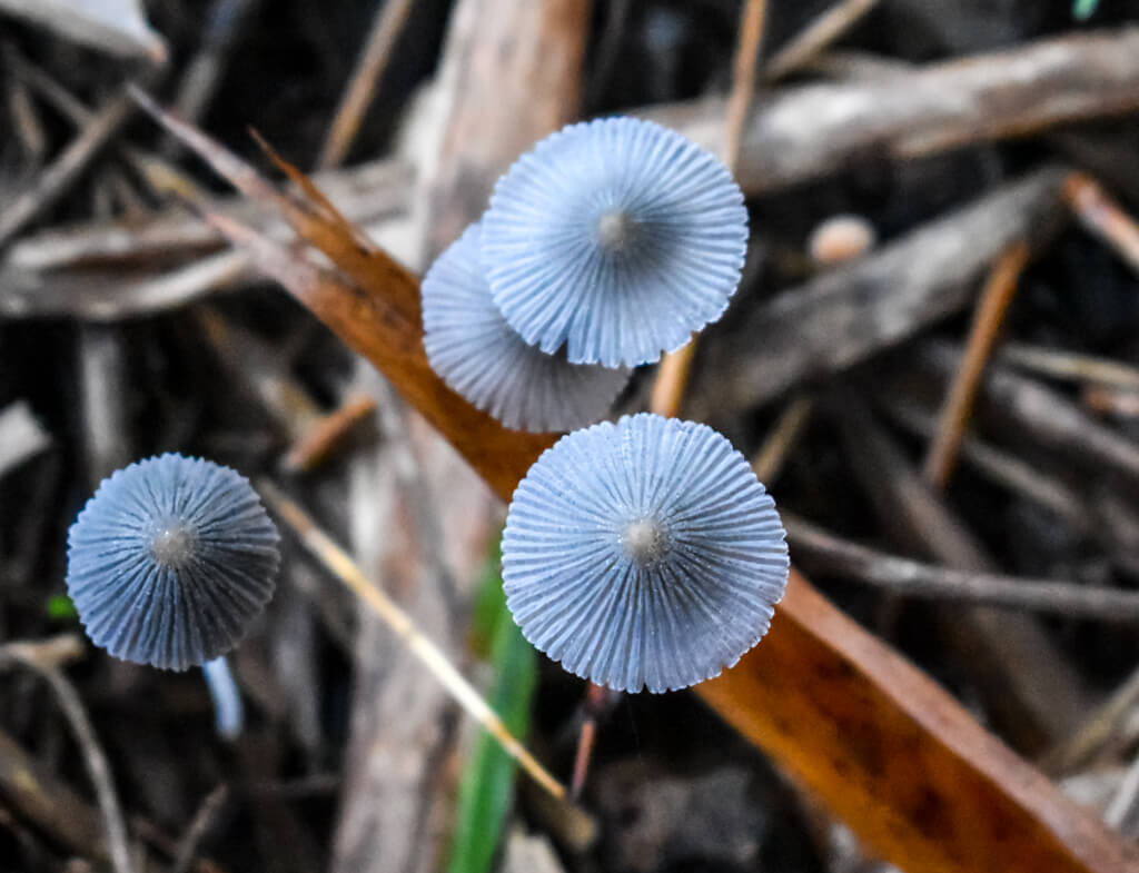 27 Hopeful Photos From 2022 That Show Nature Defy Climate Change 2 beautiful-blue-mushroom-growing-out-of-nowhere.jpg