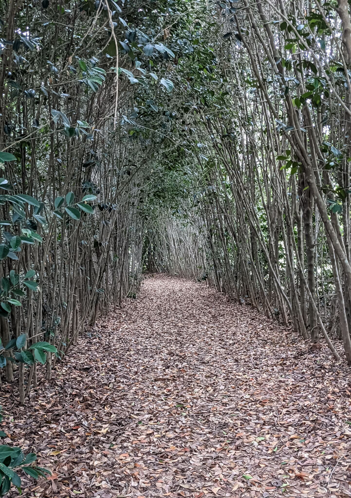 27 Hopeful Photos From 2022 That Show Nature Defy Climate Change 10 cathedral-of-trees.jpg