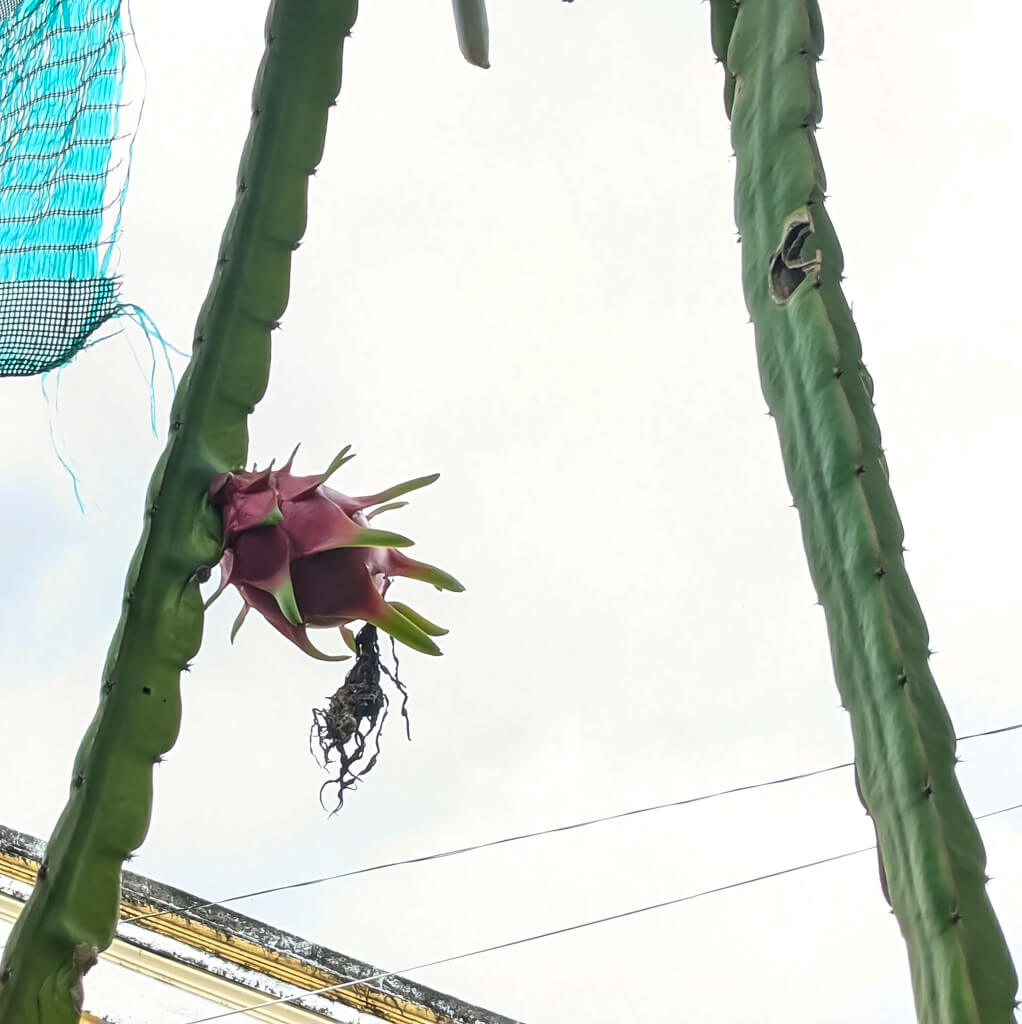 27 Hopeful Photos From 2022 That Show Nature Defy Climate Change 25 dragon-fruit-growing-on-its-plant-in-vietnam.jpg