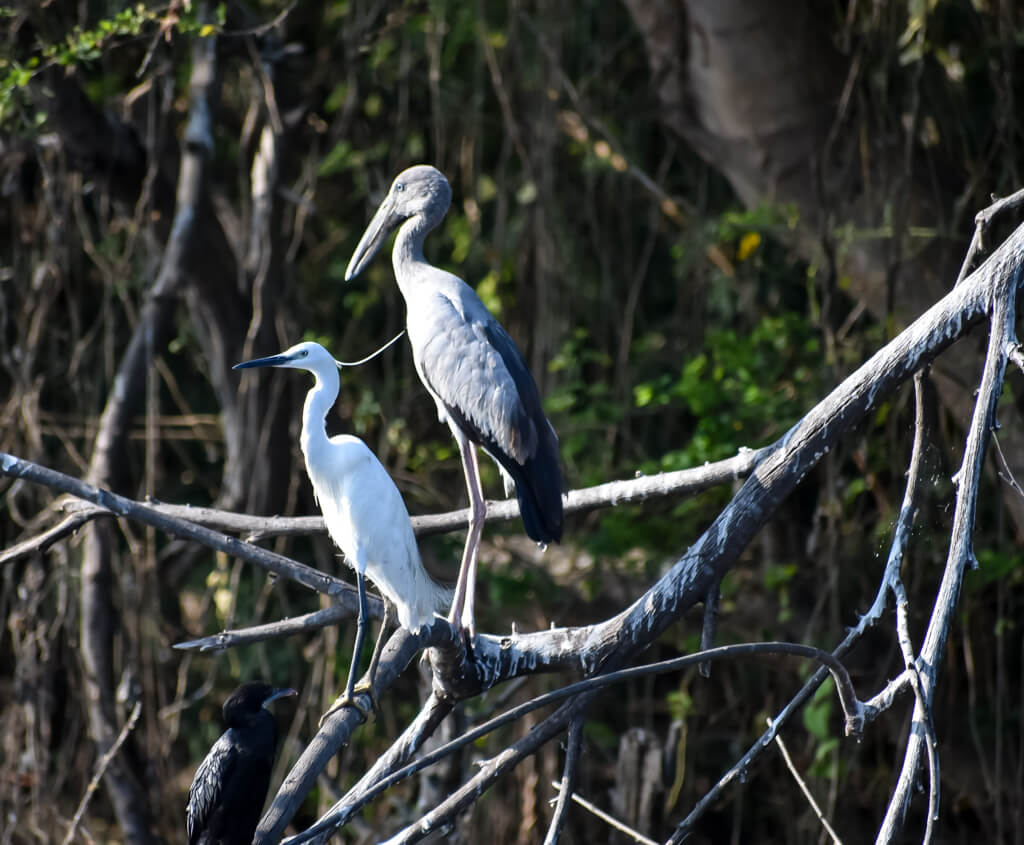egret-and-another-water-bird-on-an-island-on-a-lake-in-pondicherry.jpg