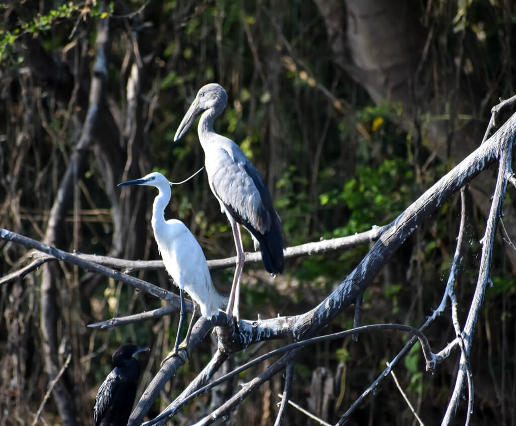 27 Hopeful Photos From 2022 That Show Nature Defy Climate Change 16 egret-and-another-water-bird-on-an-island-on-a-lake-in-pondicherry.jpg