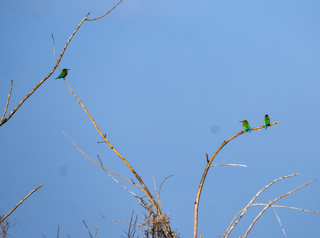 indian-bee-eaters-sitting-on-dry-branches.jpg
