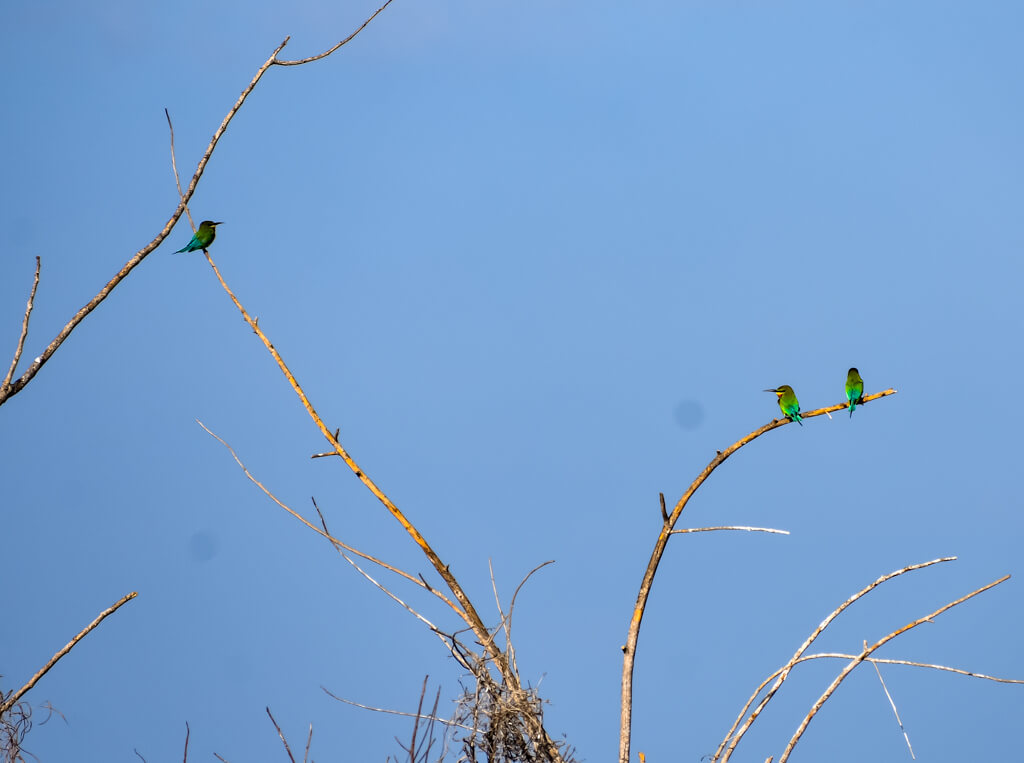 27 Hopeful Photos From 2022 That Show Nature Defy Climate Change 13 indian-bee-eaters-sitting-on-dry-branches.jpg