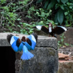 kingfishers-in-their-courting-ritual-in-south-india.jpg