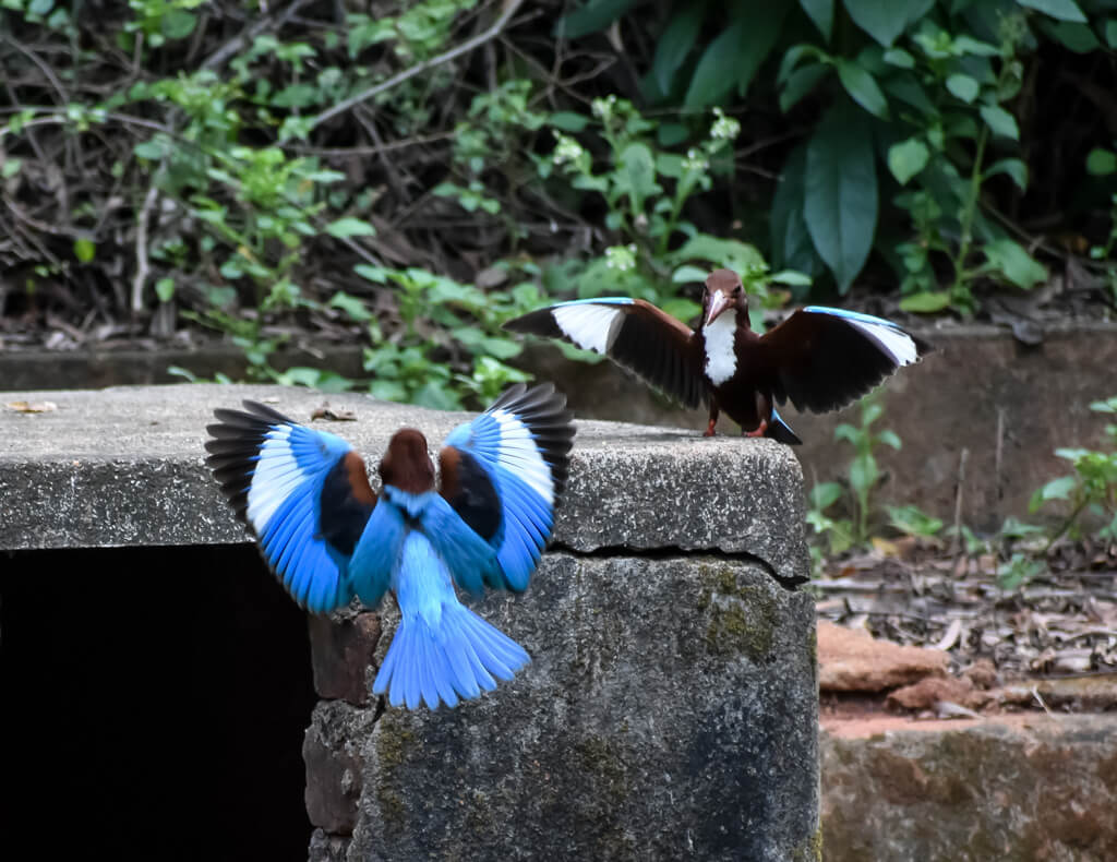 27 Hopeful Photos From 2022 That Show Nature Defy Climate Change 14 kingfishers-in-their-courting-ritual-in-south-india.jpg