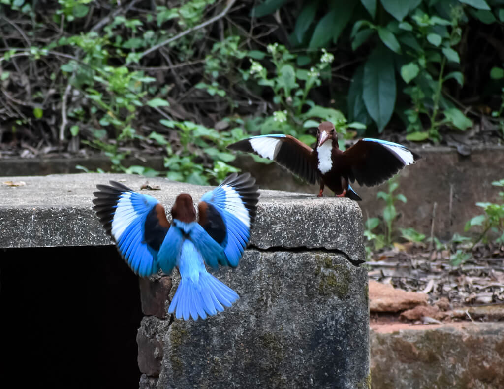 kingfishers-in-their-courting-ritual-in-south-india.jpg