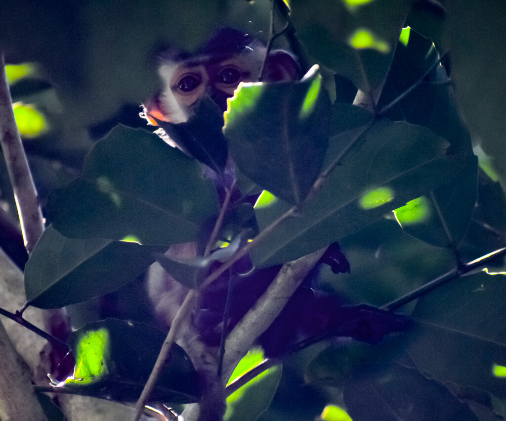 27 Hopeful Photos From 2022 That Show Nature Defy Climate Change 29 moneky-in-vietnam-looking-at-us-below.jpg