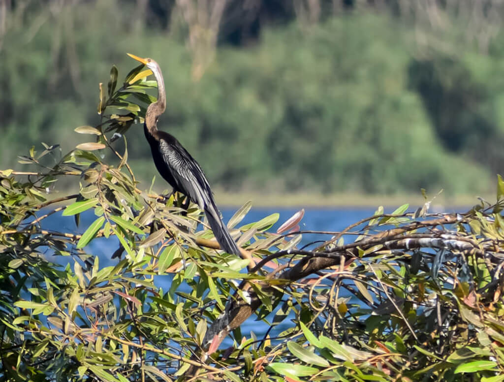 27 Hopeful Photos From 2022 That Show Nature Defy Climate Change 12 oriental-darter-sitting-on-a-tree-in-lake-ousteri-1.jpg