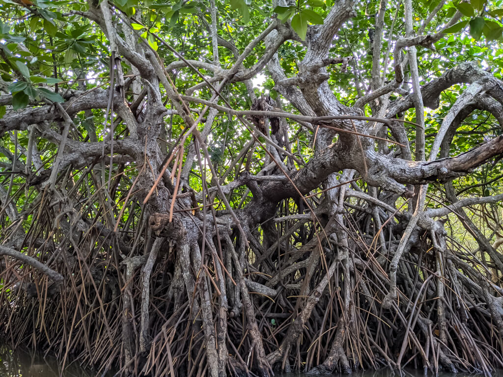 pichavaram-mangrove-forest-in-south-india.jpg