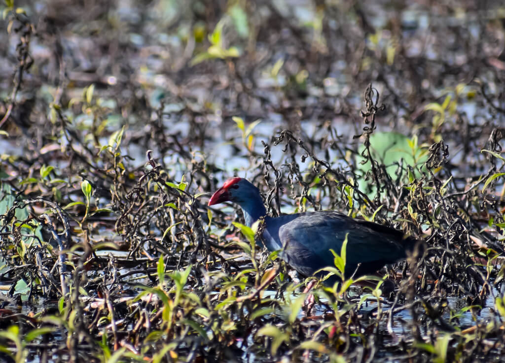 purple-moorhen-grey-water-bird-with-red-head-in-a-marsh-in-south-india.jpg