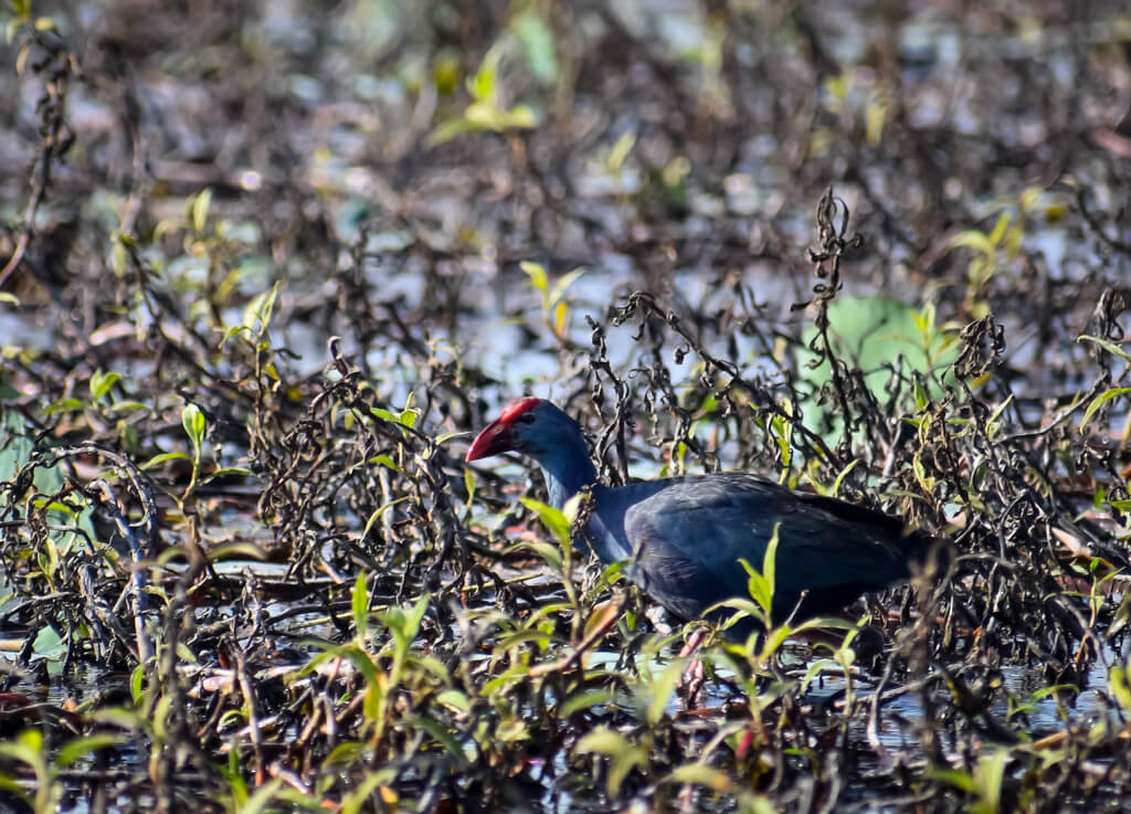 27 Hopeful Photos From 2022 That Show Nature Defy Climate Change 3 purple-moorhen-grey-water-bird-with-red-head-in-a-marsh-in-south-india.jpg