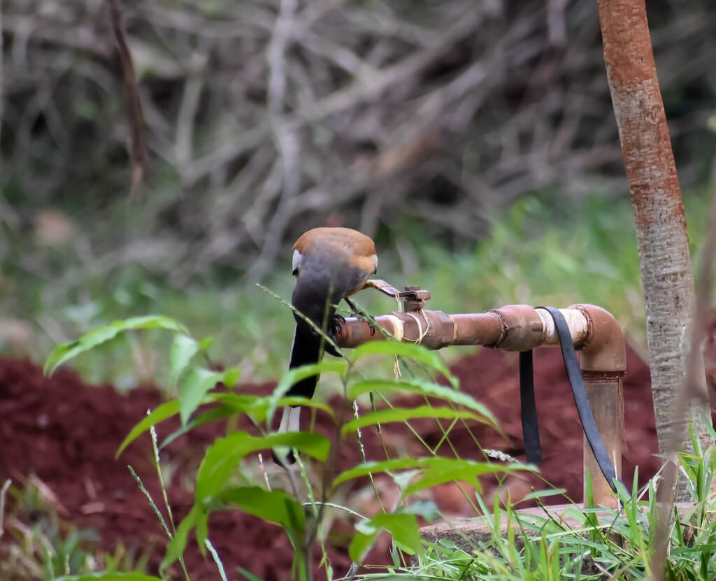 rufous-treepie-looking-to-drink-water-from-a-pipe-in-the-yard.jpg