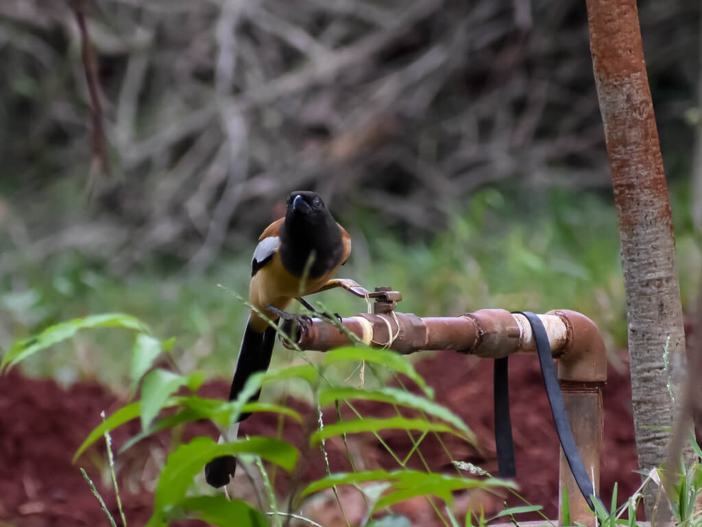 rufous-treepie-looking-to-drink-water-from-a-pipe.jpg