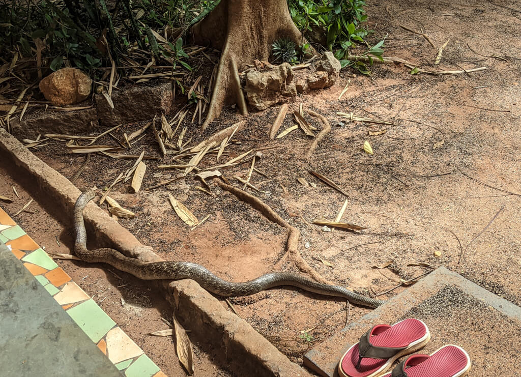 27 Hopeful Photos From 2022 That Show Nature Defy Climate Change 11 snake-outside-my-cottage-on-the-ground.jpg