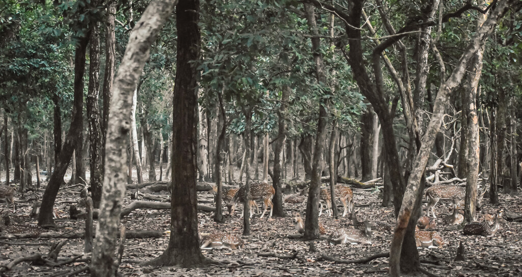 spotted-deer-in-a-forest-in-west-bengal.jpg