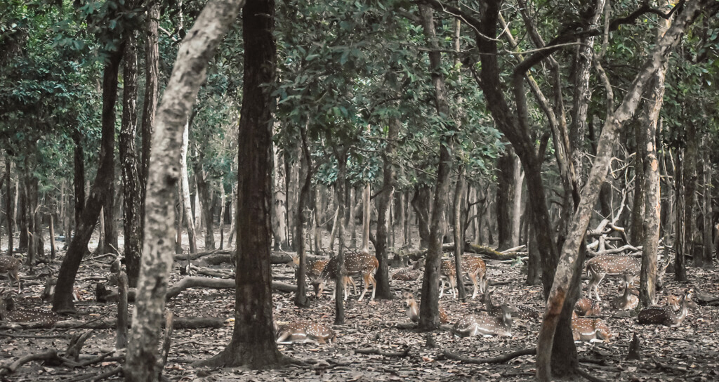 27 Hopeful Photos From 2022 That Show Nature Defy Climate Change 28 spotted-deer-in-a-forest-in-west-bengal.jpg
