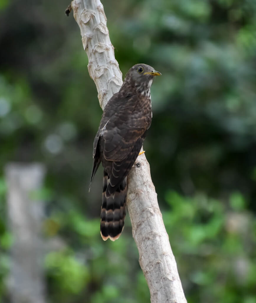 27 Hopeful Photos From 2022 That Show Nature Defy Climate Change 6 symmetry and a bird of south india