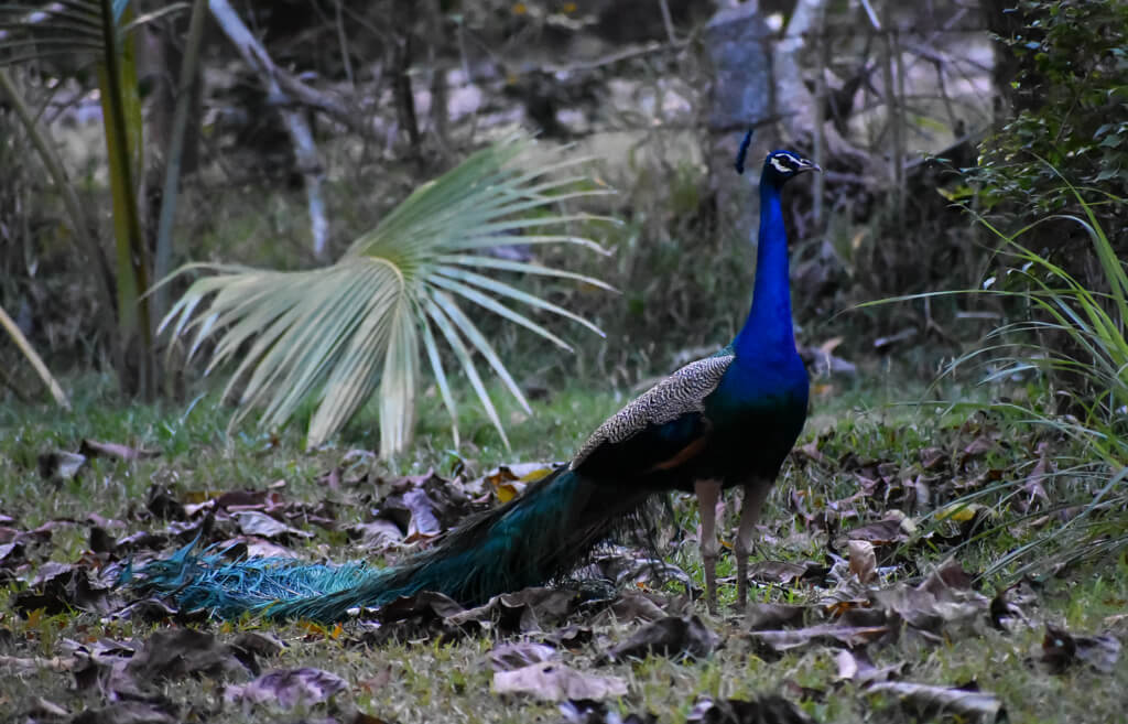 27 Hopeful Photos From 2022 That Show Nature Defy Climate Change 19 the-male-indian-peacock.jpg