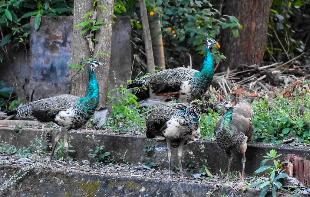 27 Hopeful Photos From 2022 That Show Nature Defy Climate Change 17 young-peacocks.jpg