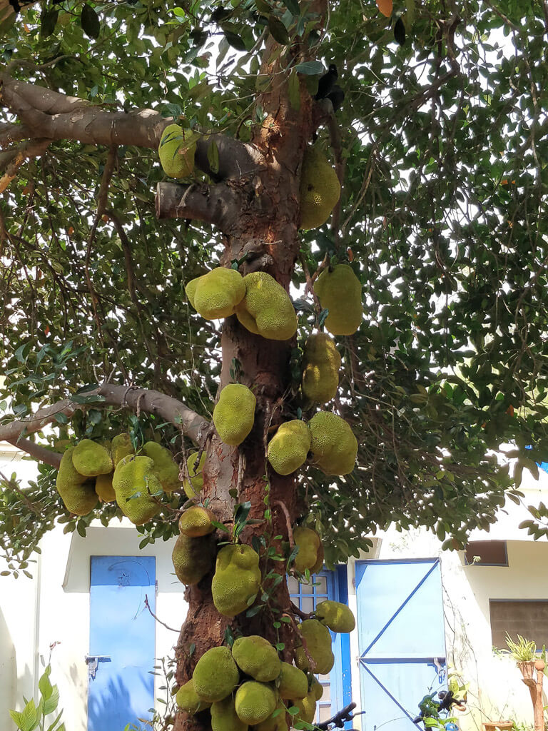 jackfruits overspilling from a tree trunk in puducherry