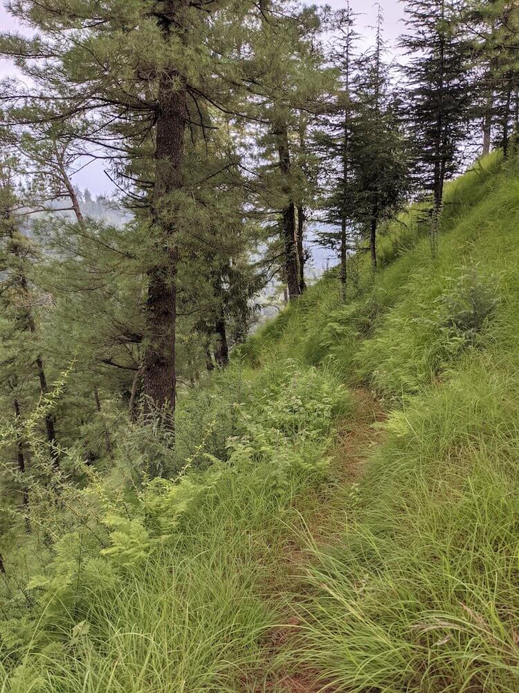 a path in the himalayan forest in mandi district