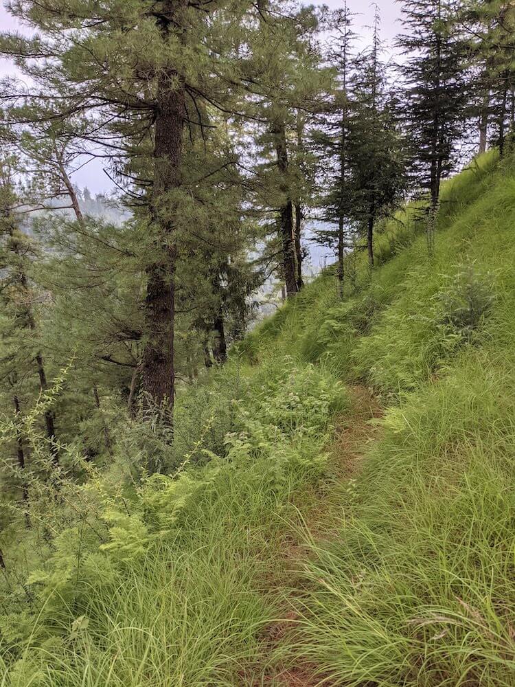 A Joyful Meander Over a Must-Do Himalayan Hike: Finding Our Own Pleasures 12 a path in the himalayan forest in mandi district
