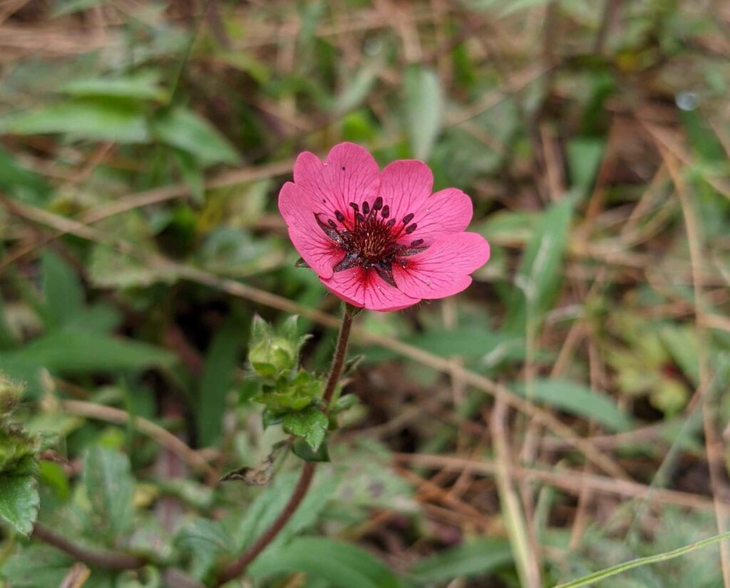 a perfect red magenta flower himalayas (1) feature