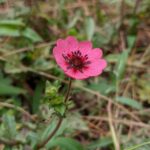 a perfect red magenta flower himalayas (1) feature