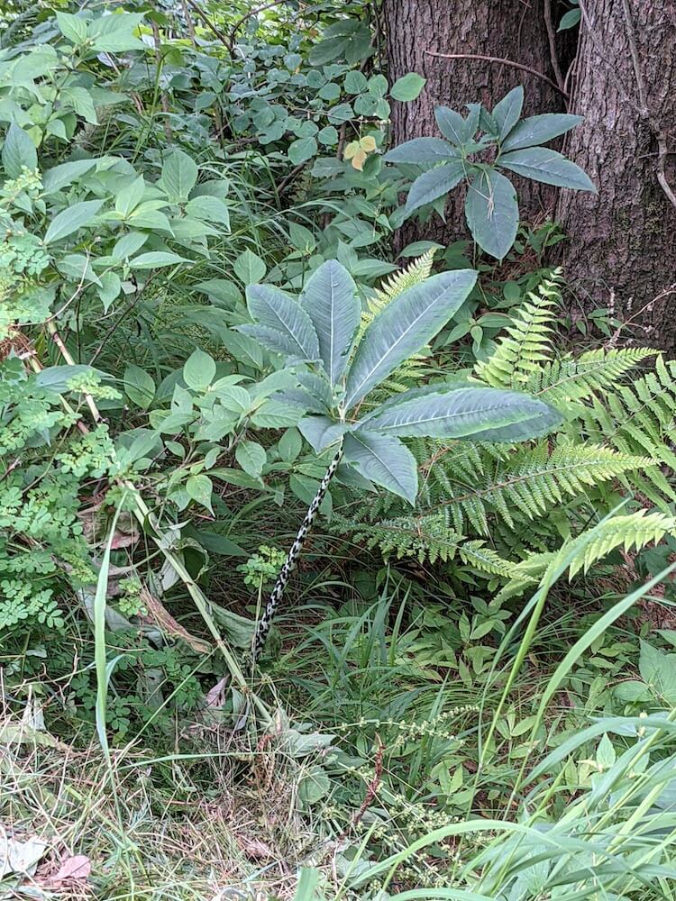 a wild tree with a checkered stem