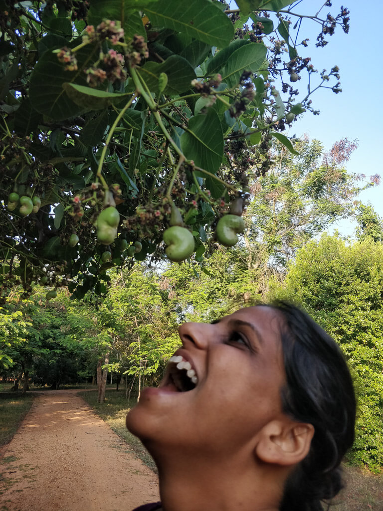 the author trying to eat cashes hanging from a plant