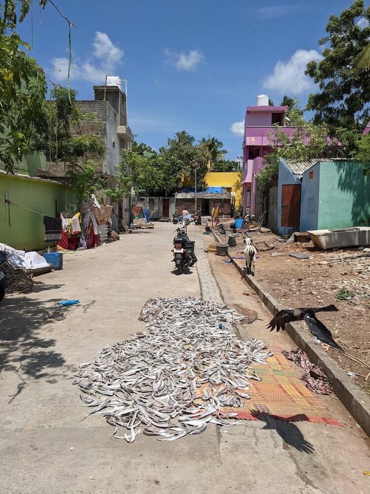 fish drying on the streets in pondicherry