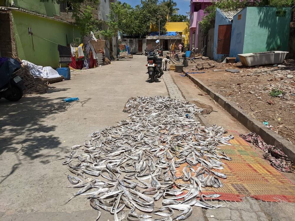 fish drying. on the streets of puducherry