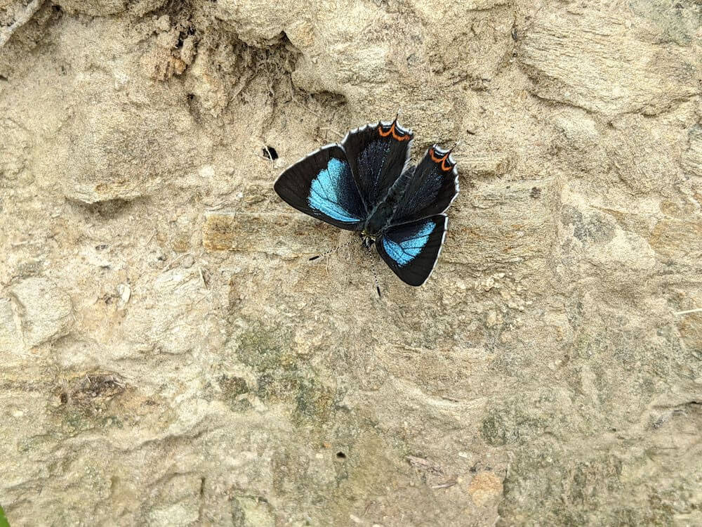 i was not making up about that blue butterfly