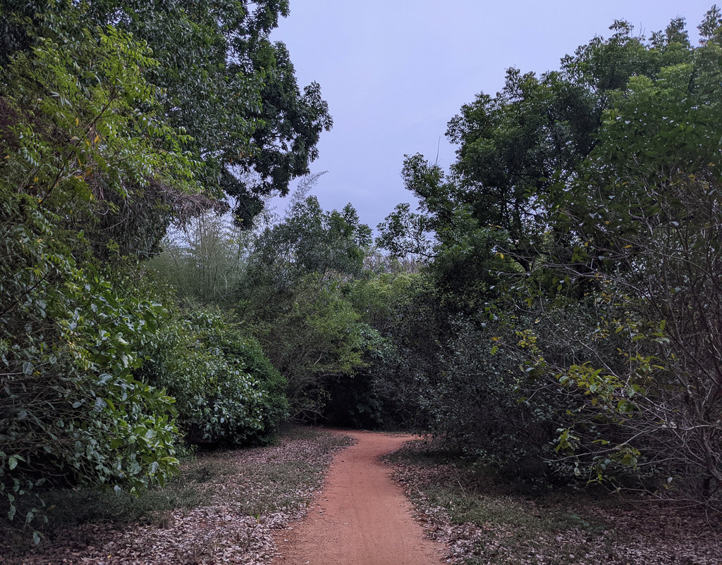 paths on which i walked happy in auroville pondicherry
