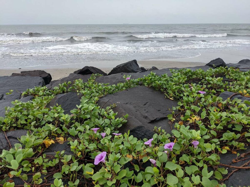 the Pleasing Potpourri that Pondicherry is – in Photos 36 the ocean as i like to see it