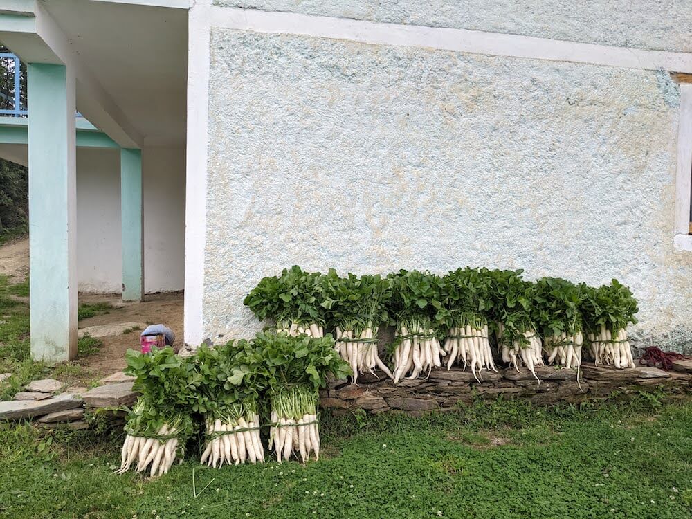 A Joyful Meander Over a Must-Do Himalayan Hike: Finding Our Own Pleasures 3 the stacks of radish