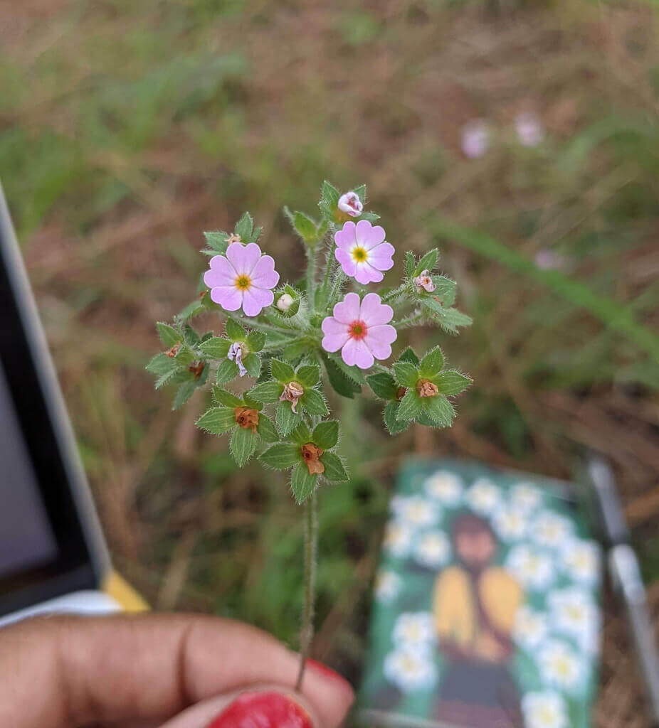 Two Himalayan Girls Reminded Me of My Hard-Earned Freedom 10 even himachal grass is so beautfiul