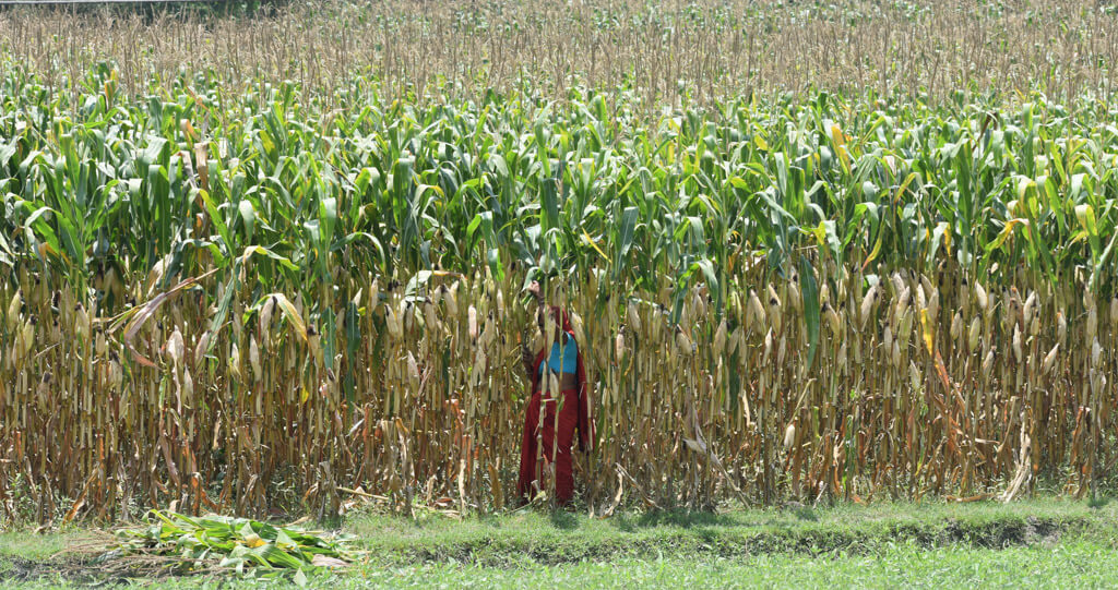 a farmer harvesting corn on bihar highway
