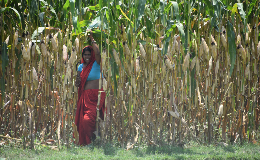a woman farmer harvesting corn on bihar highway india