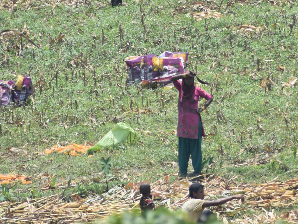 a woman farmer standing with sickle cutting corn bihar india