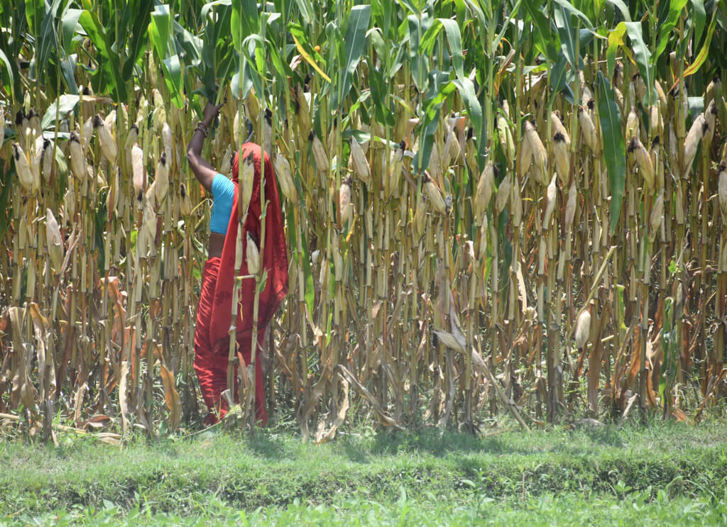 a woman harvesting corn on bihar highway