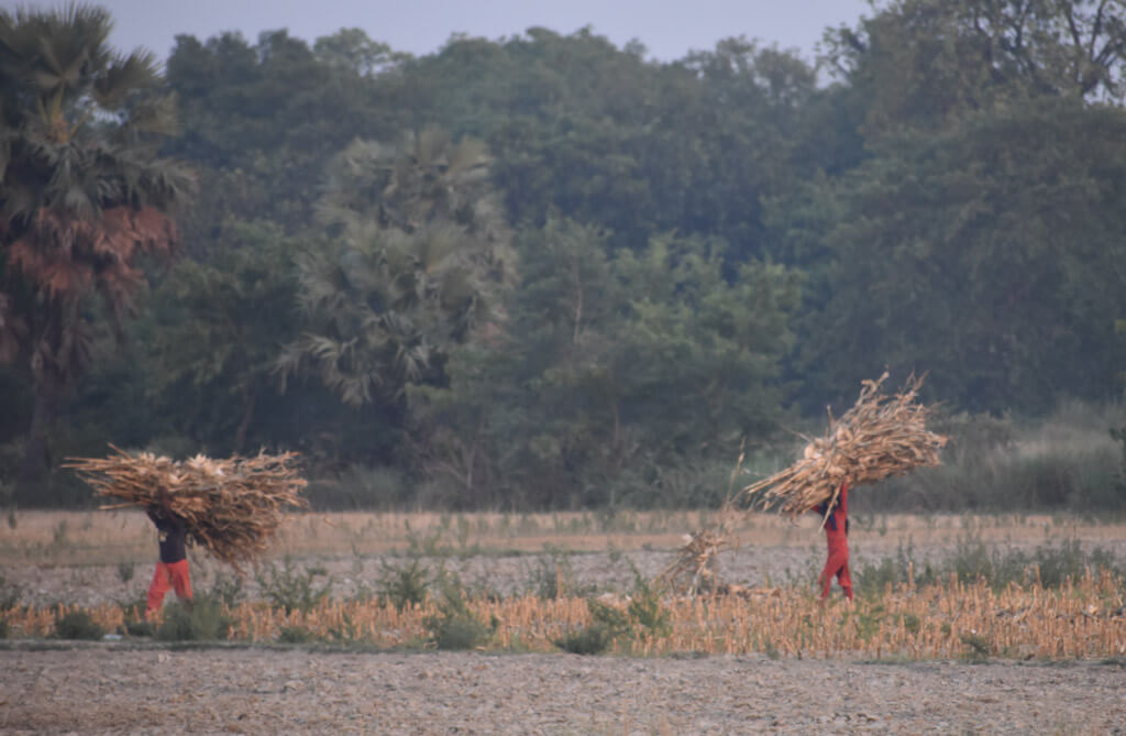 farmers carrying dry corn plants on their heads