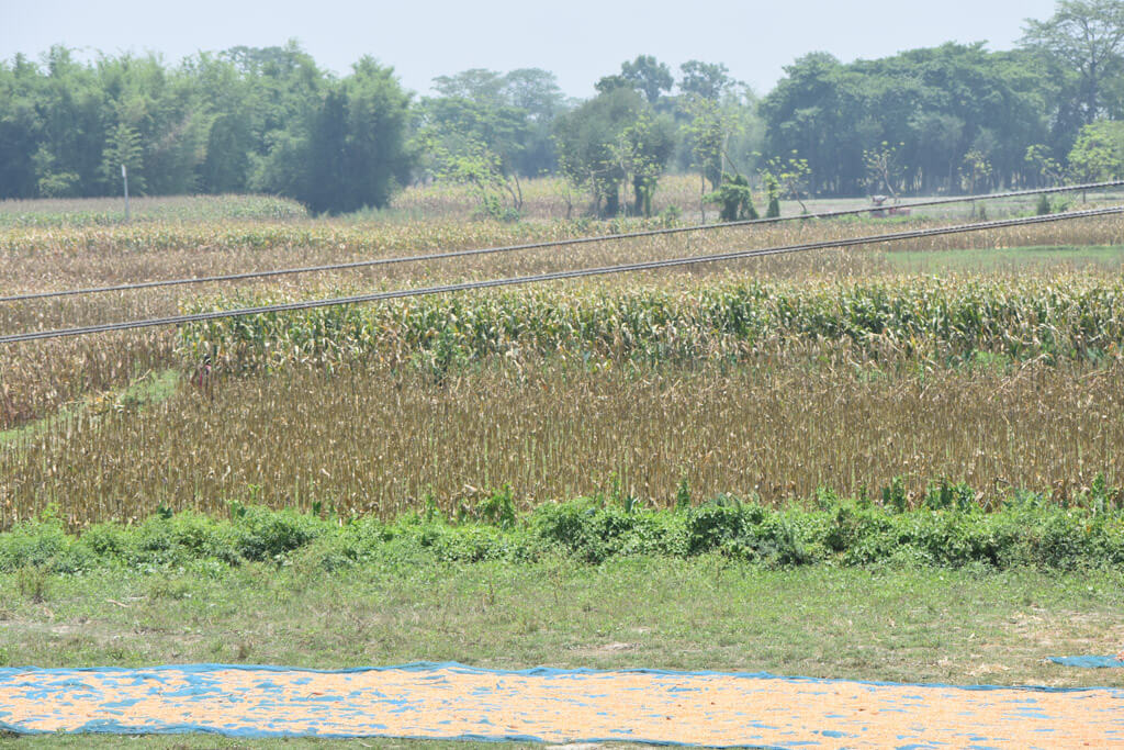 harvested corn bihar fields farmland india