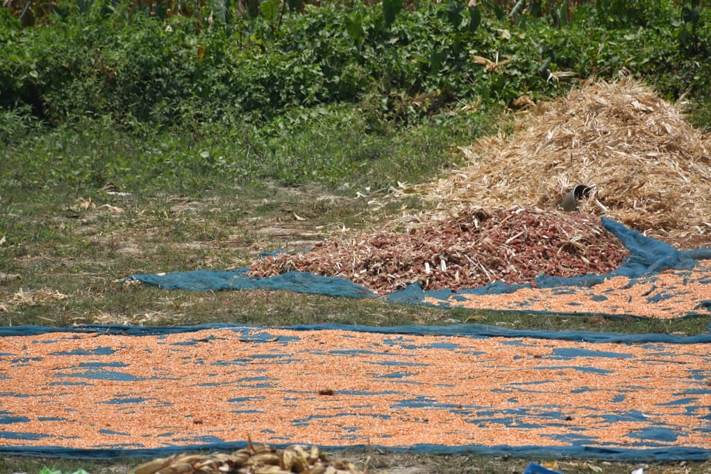 harvested corn kernels drying summer bihar state india