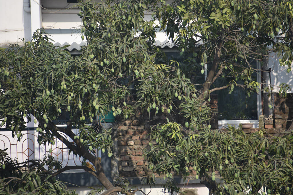 mango tree in bihar