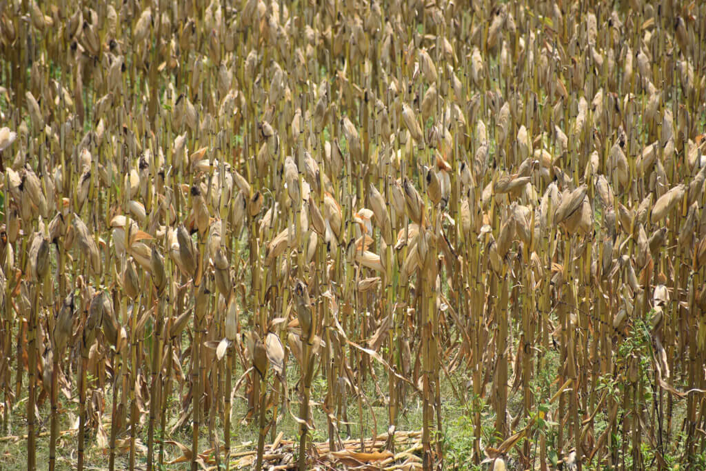 ripe corn plants india